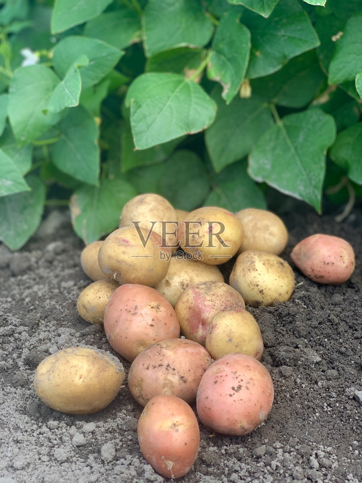 有机土豆照片摄影图片