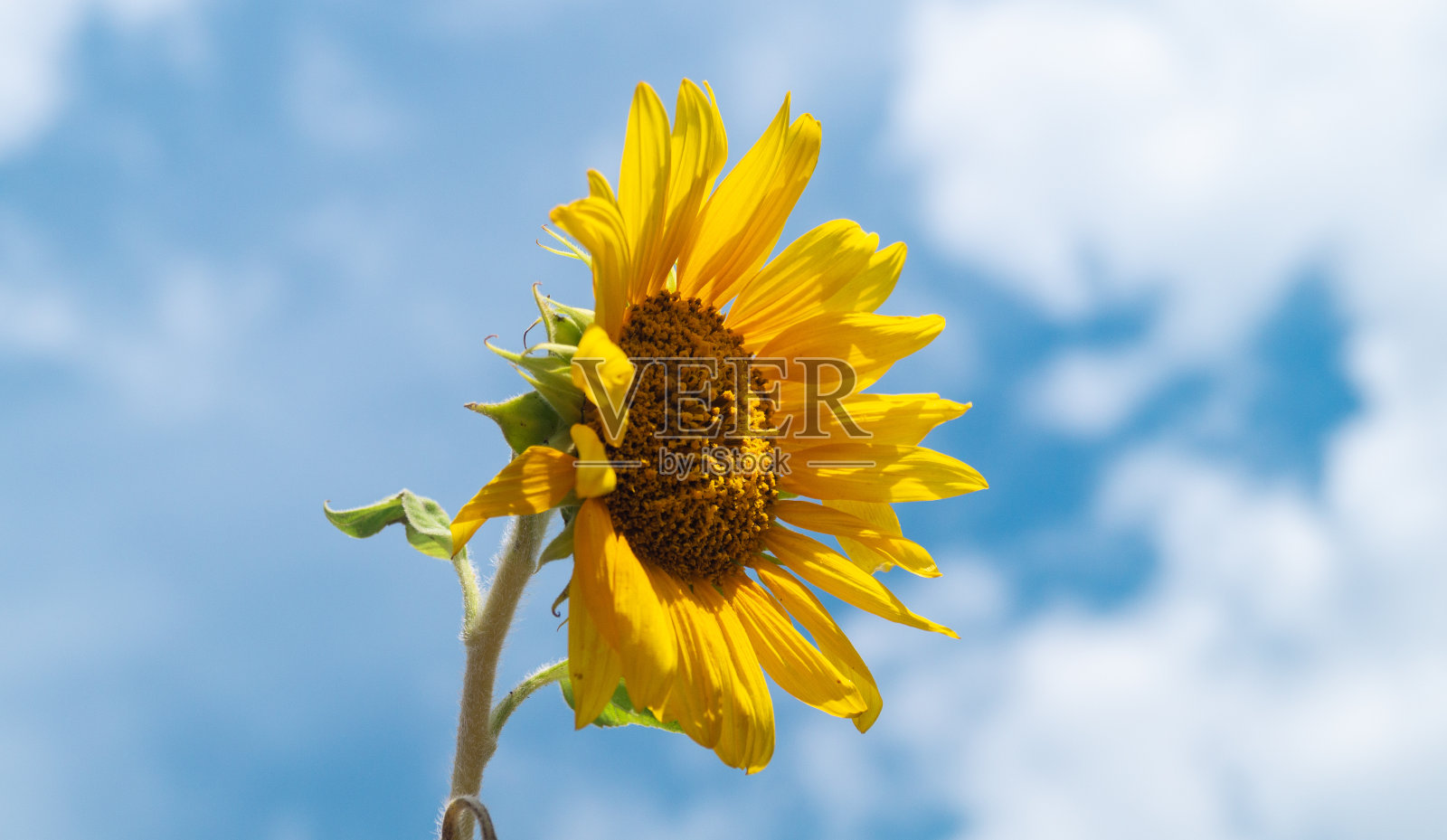 向日葵花的背景是蓝天白云。一个小向日葵在多云的天空的特写背景照片摄影图片