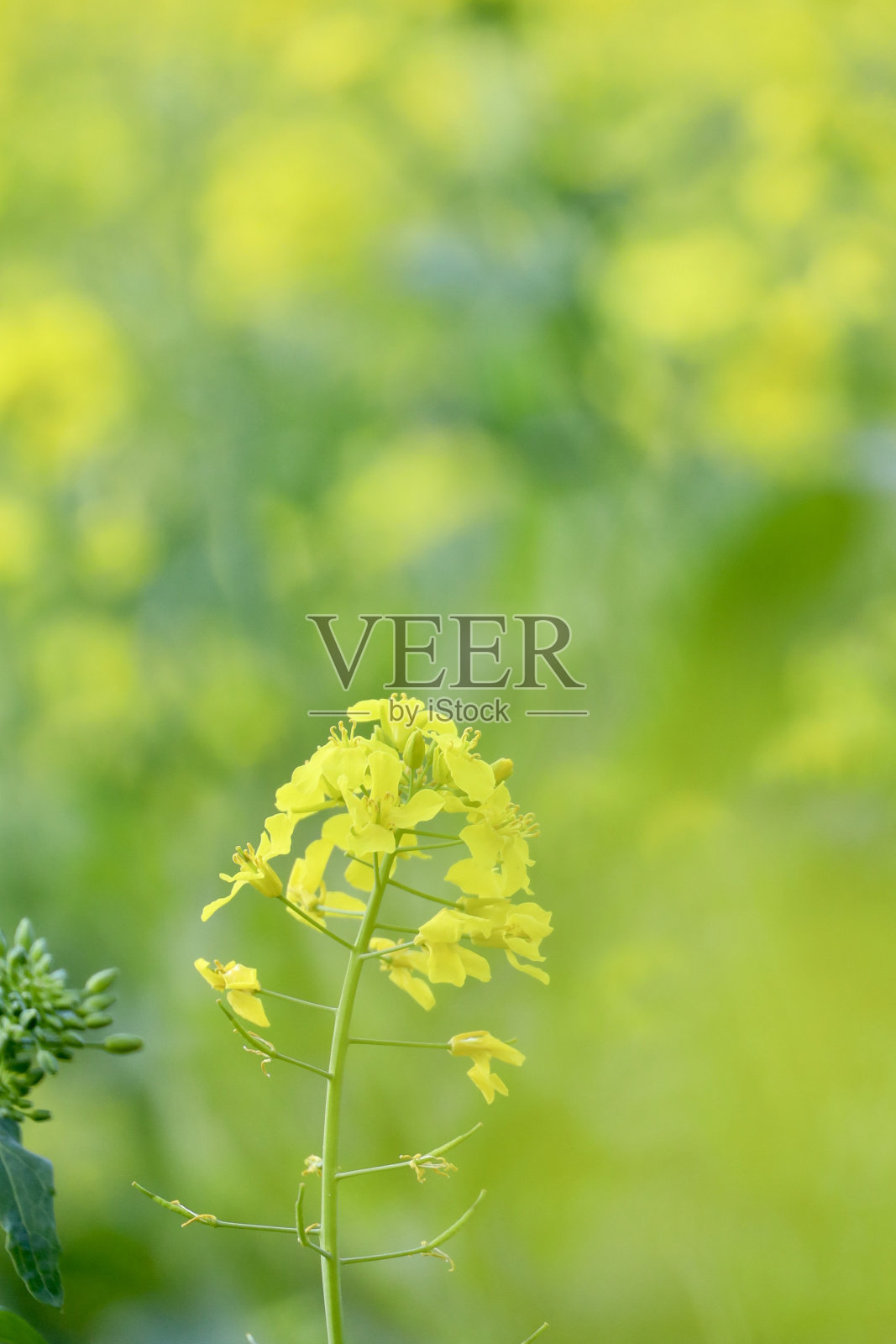 黄色的照片摄影图片