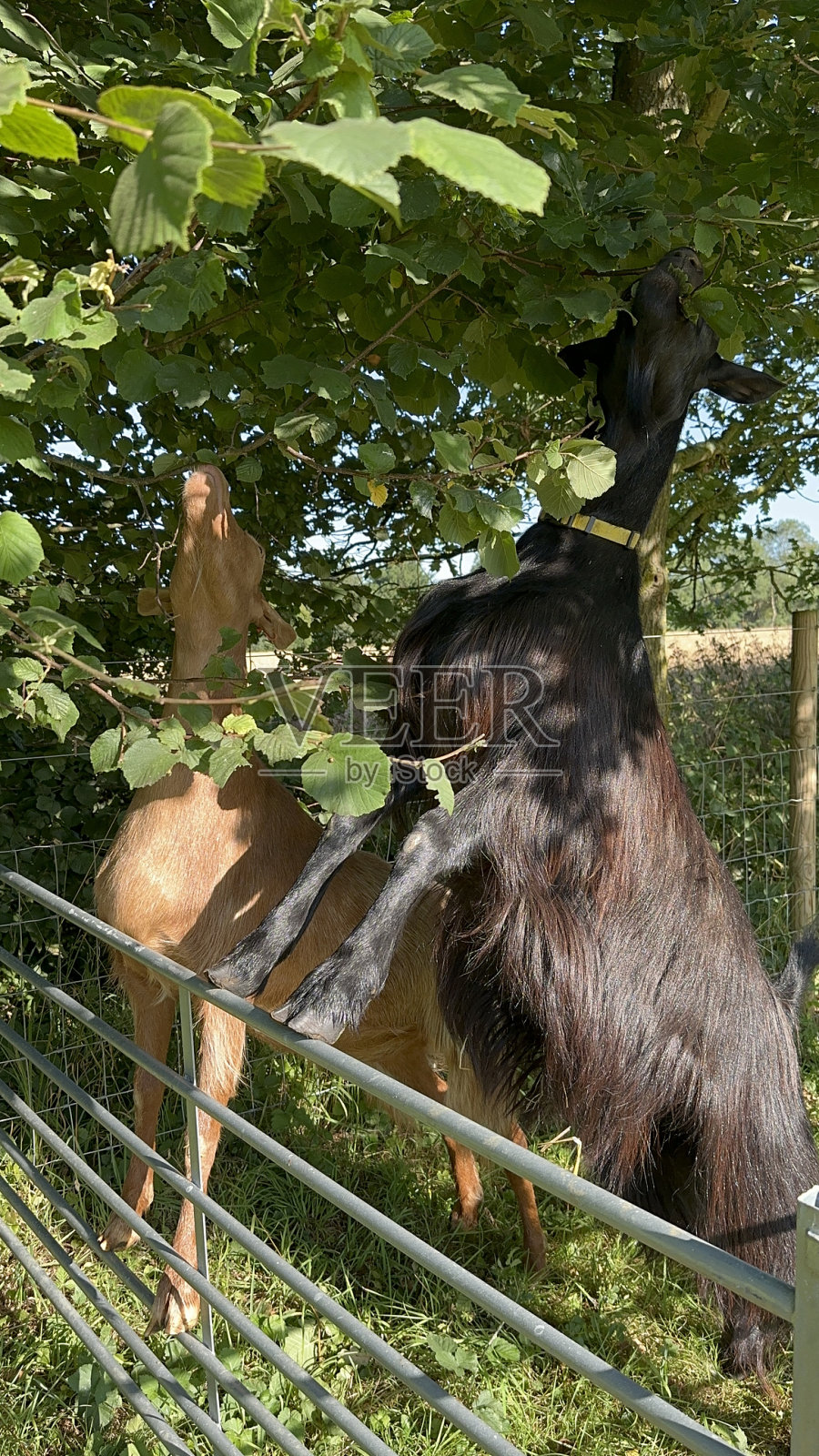 山羊照片摄影图片