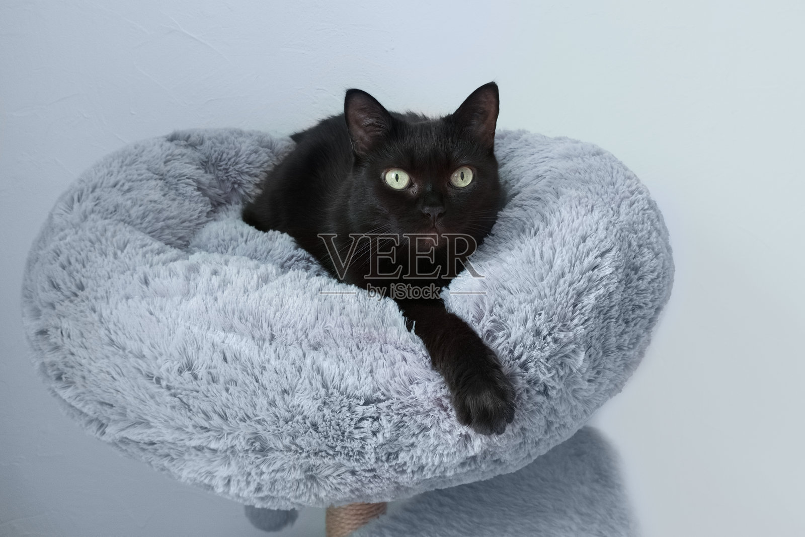 黑猫躺在灰色的床上,靠在灰色的墙上。猫的房子。照片摄影图片