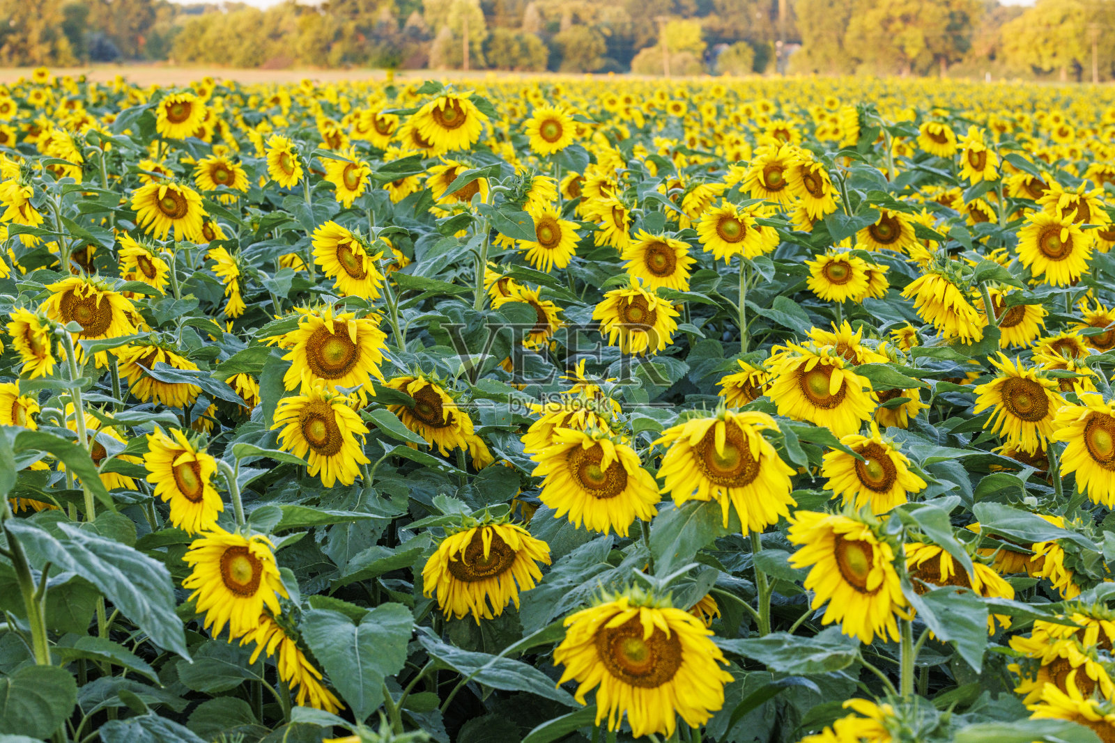 向日葵照片摄影图片