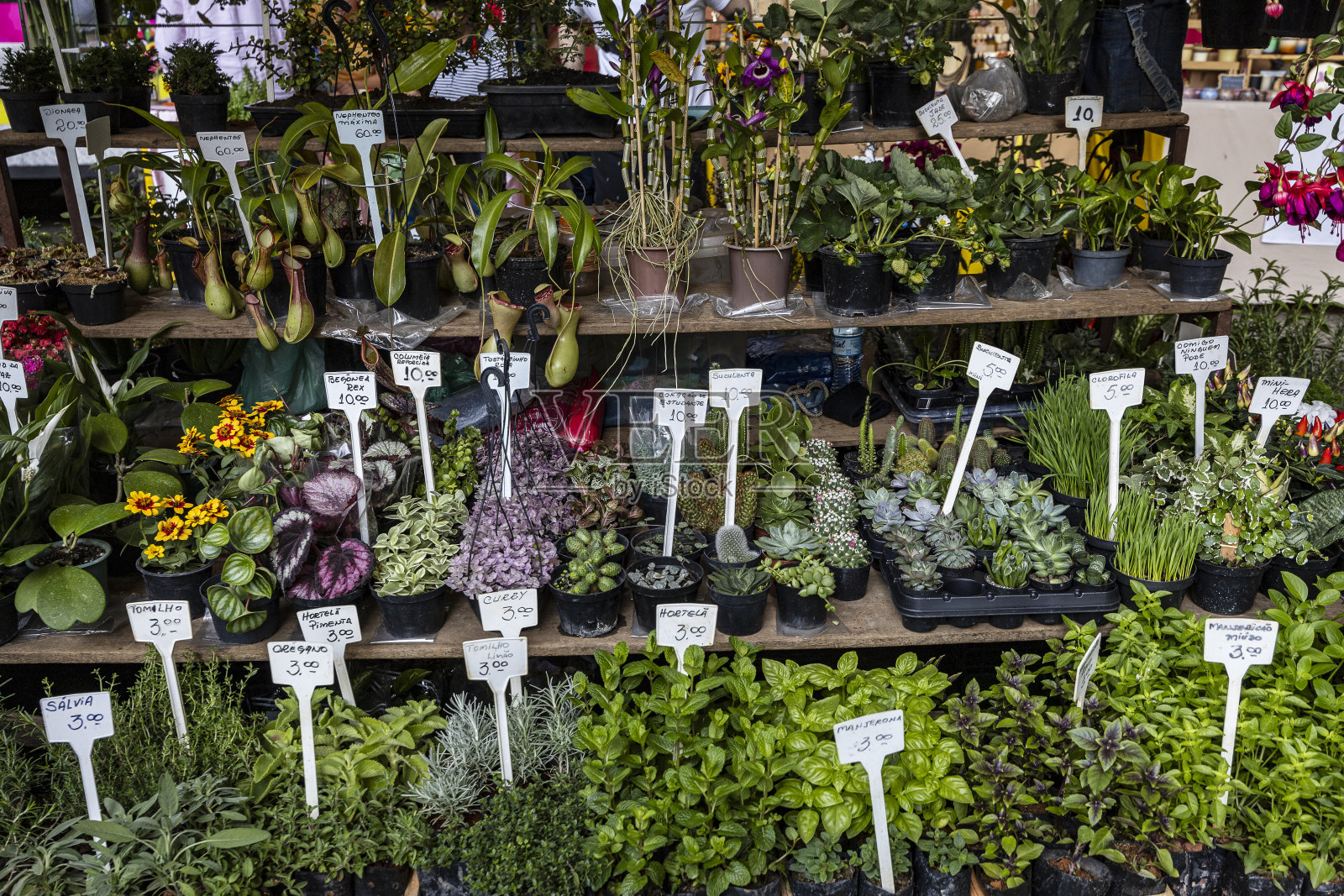 街边花店里的植物、装饰品和香料,标价照片摄影图片