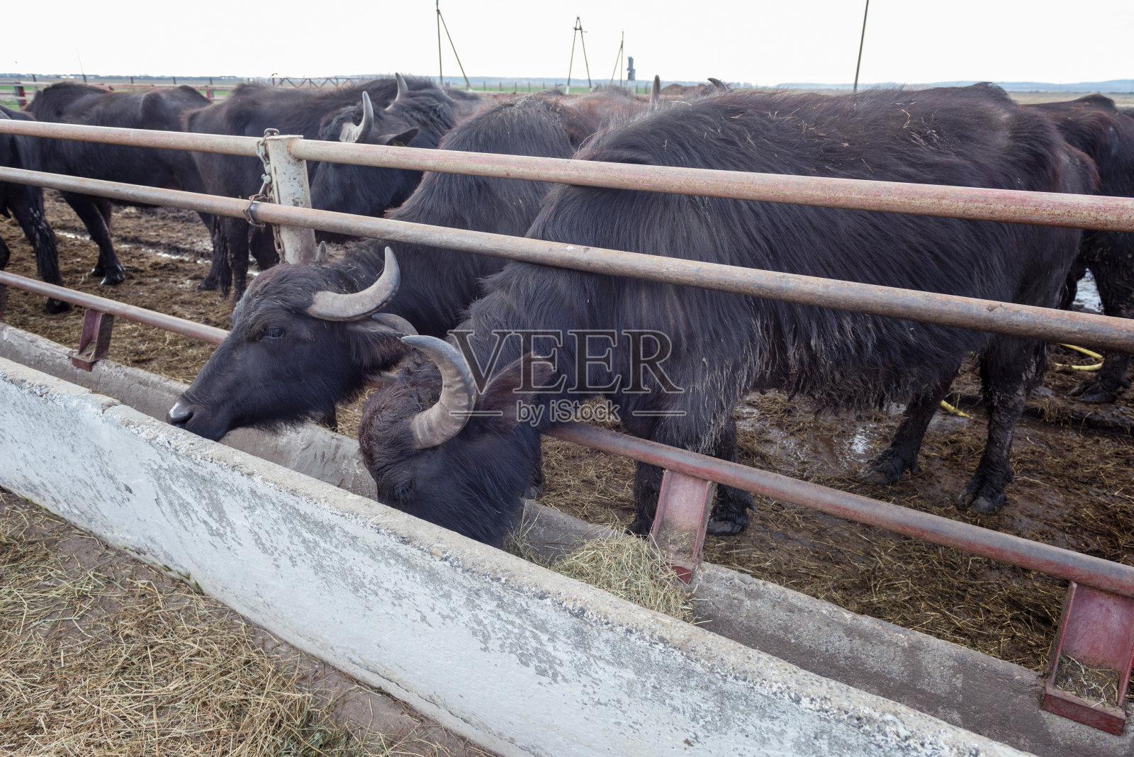 水牛奶牛场,成年动物,露天畜栏里的牛,家畜背景照片摄影图片