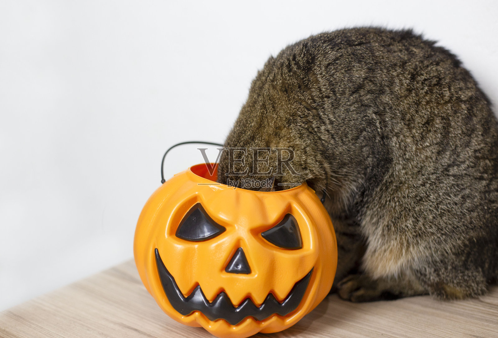 猫的头在玩具万圣节南瓜里。白色背景照片摄影图片