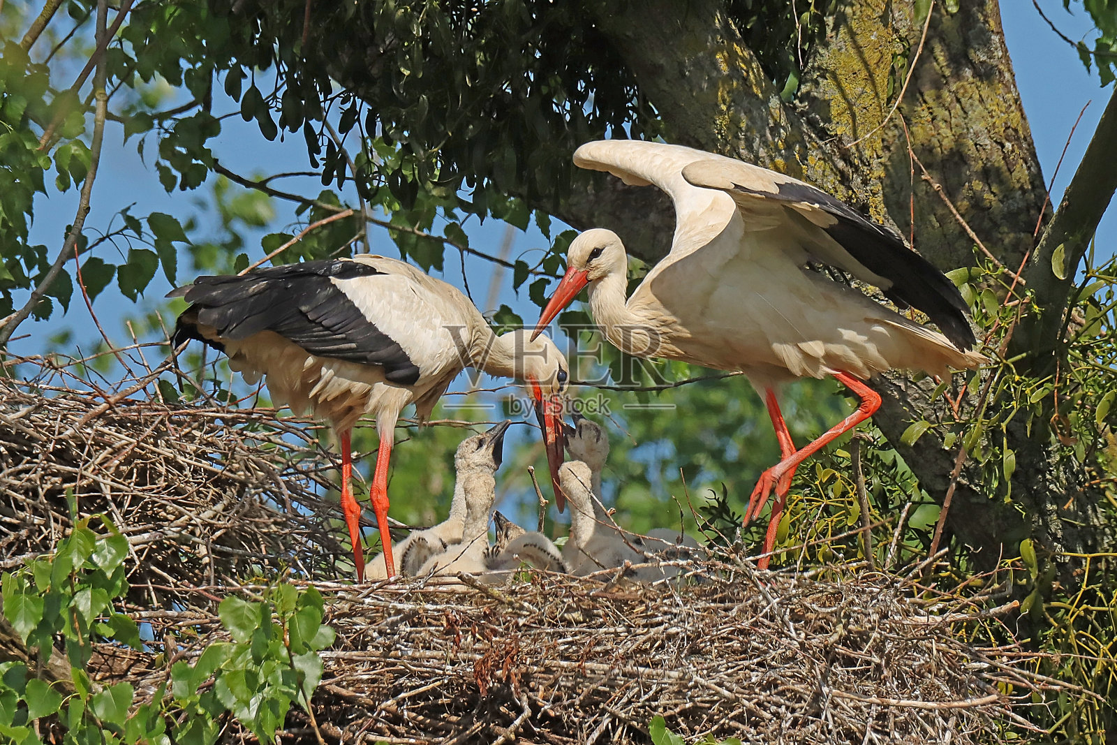 白鹳-白鹳(白鹳)。照片摄影图片