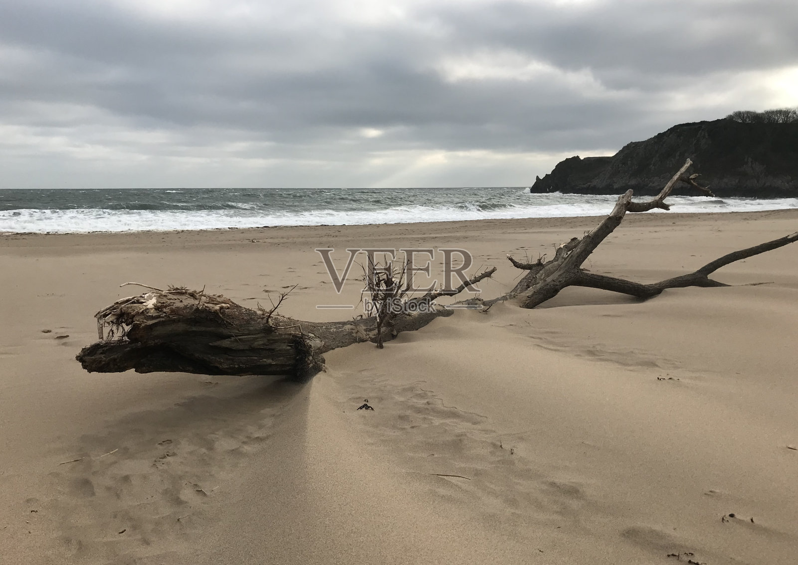 漂流木在Barafundle湾海滩照片摄影图片