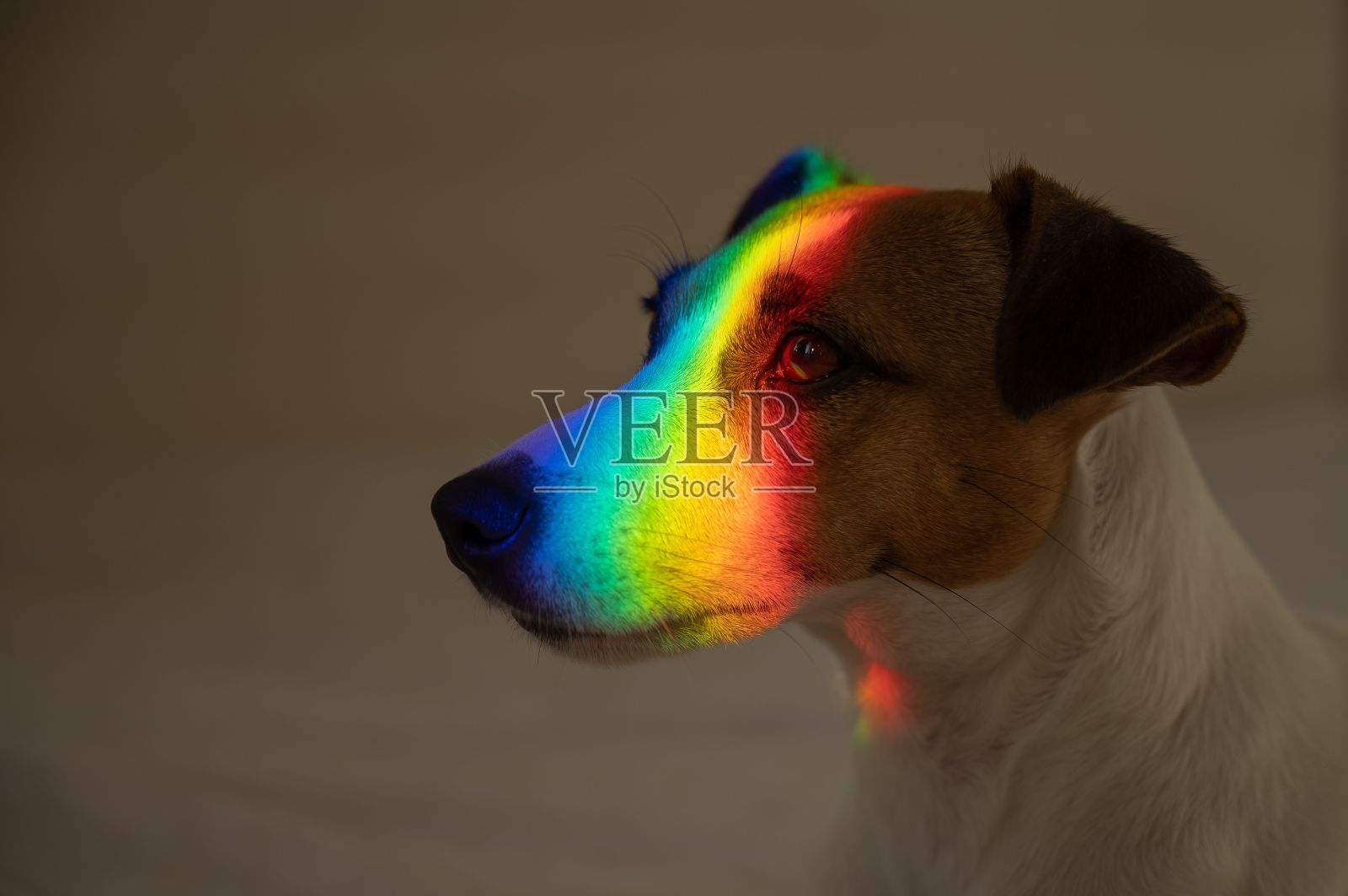 杰克罗素梗狗躺在床上,脸上有彩虹。照片摄影图片