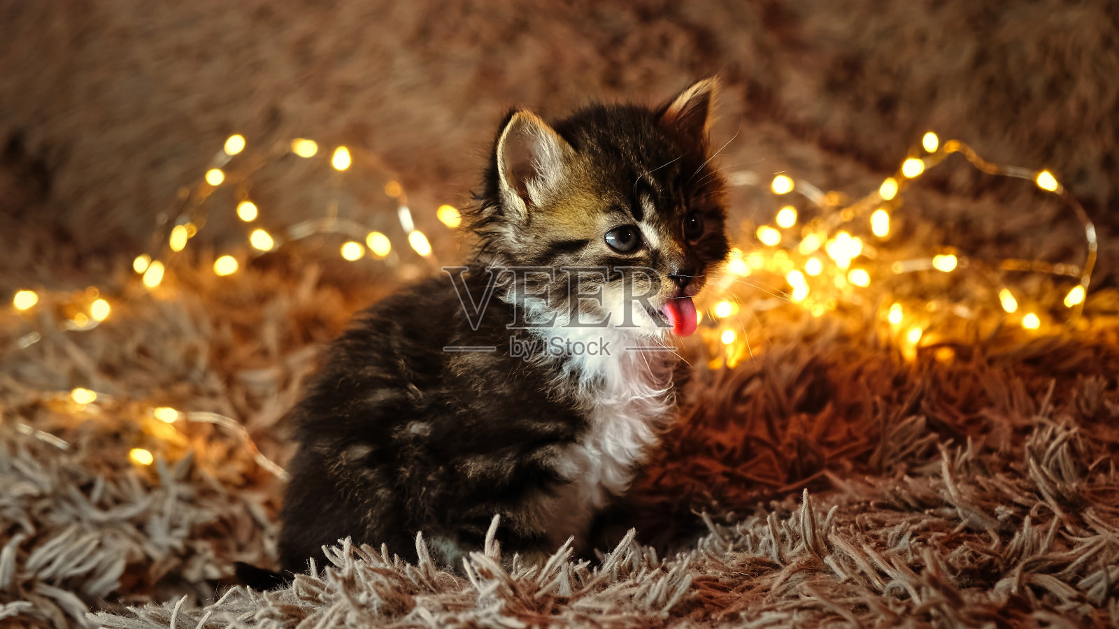 美丽的虎斑猫看着镜头,把舌头放在棕色的床上,背景是花环灯。可爱的小宠物幽默。有趣的猫的情绪。新年和圣诞节假期时间氛围概念照片摄影图片