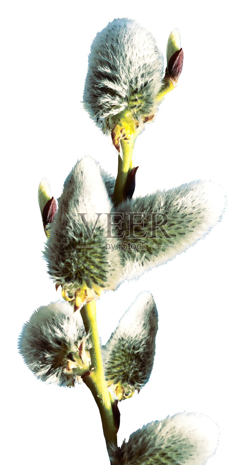 白背景上孤立的柳枝。照片摄影图片