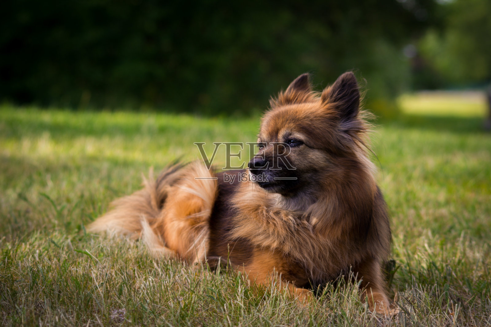 犬种帕帕尼亚犬照片摄影图片