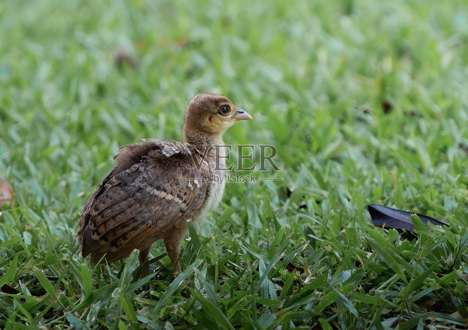 桃子在冬天公园附近散步照片摄影图片