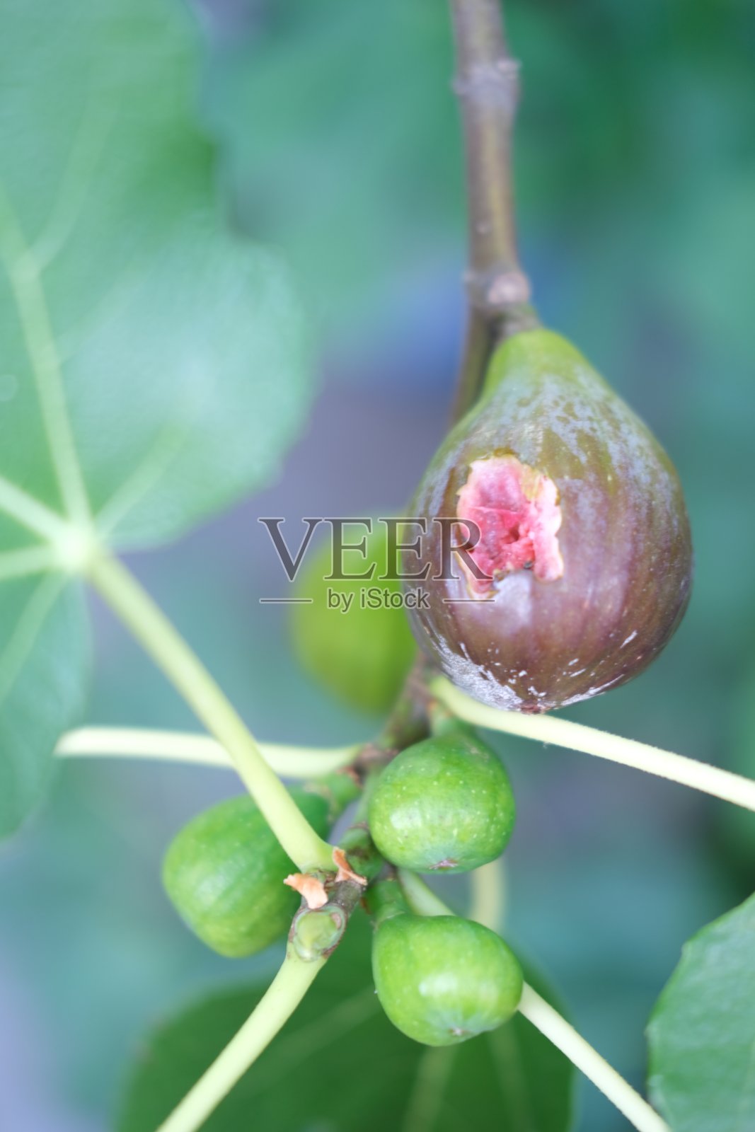 树上成熟的无花果照片摄影图片