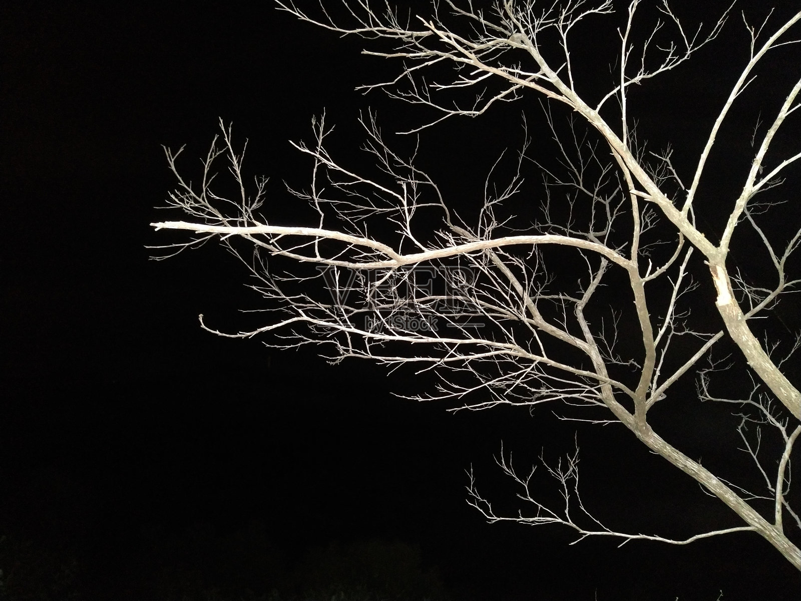 这些树枝的夜间照片照片摄影图片