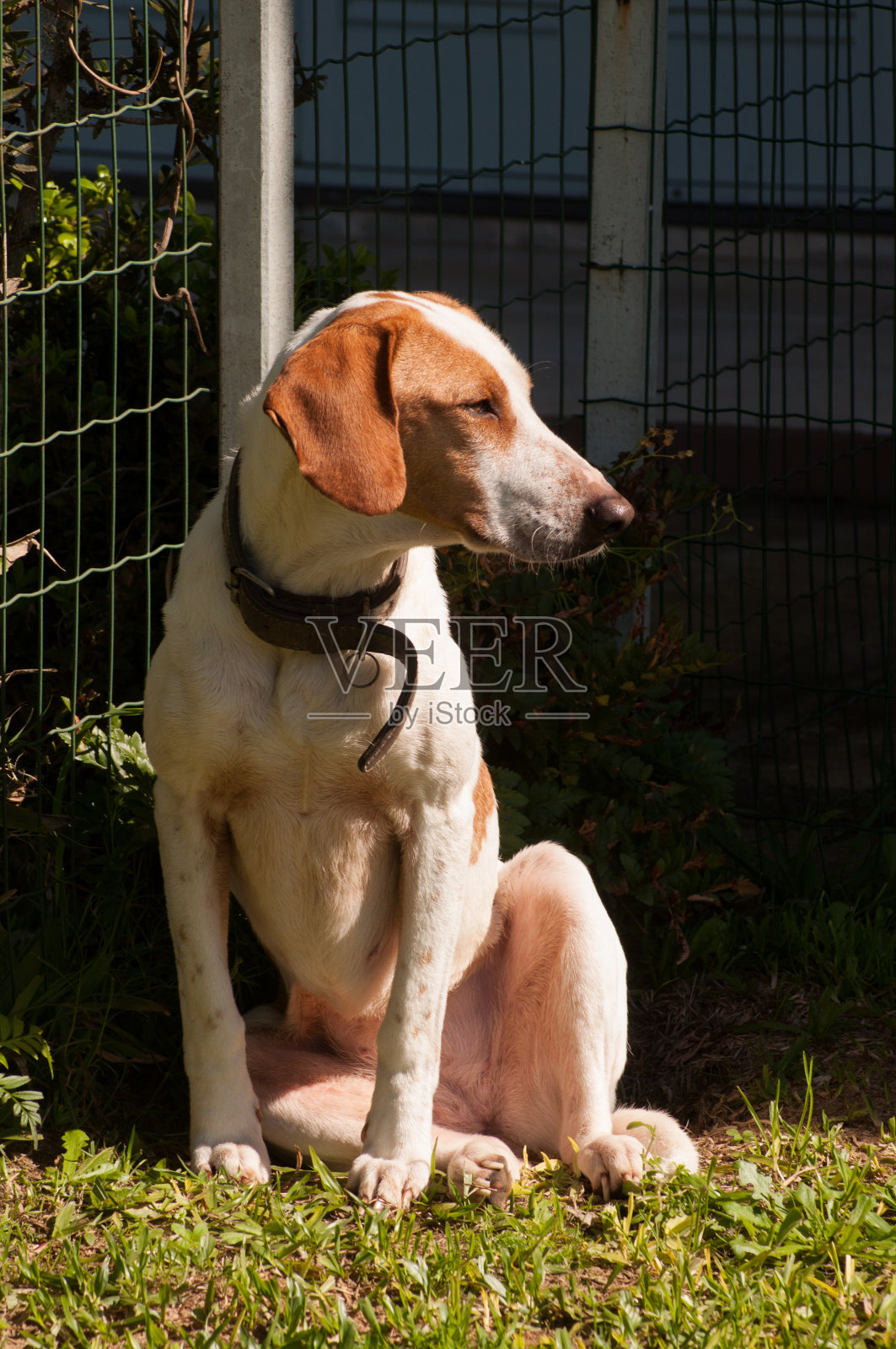 小猎犬坐在草地上照片摄影图片