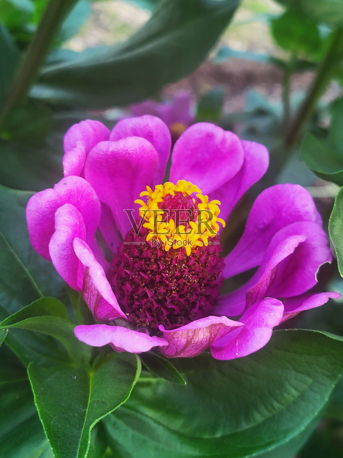 植物和天空景观在北本拿比,BC在一个充满云,阳光明媚的星期天照片摄影图片