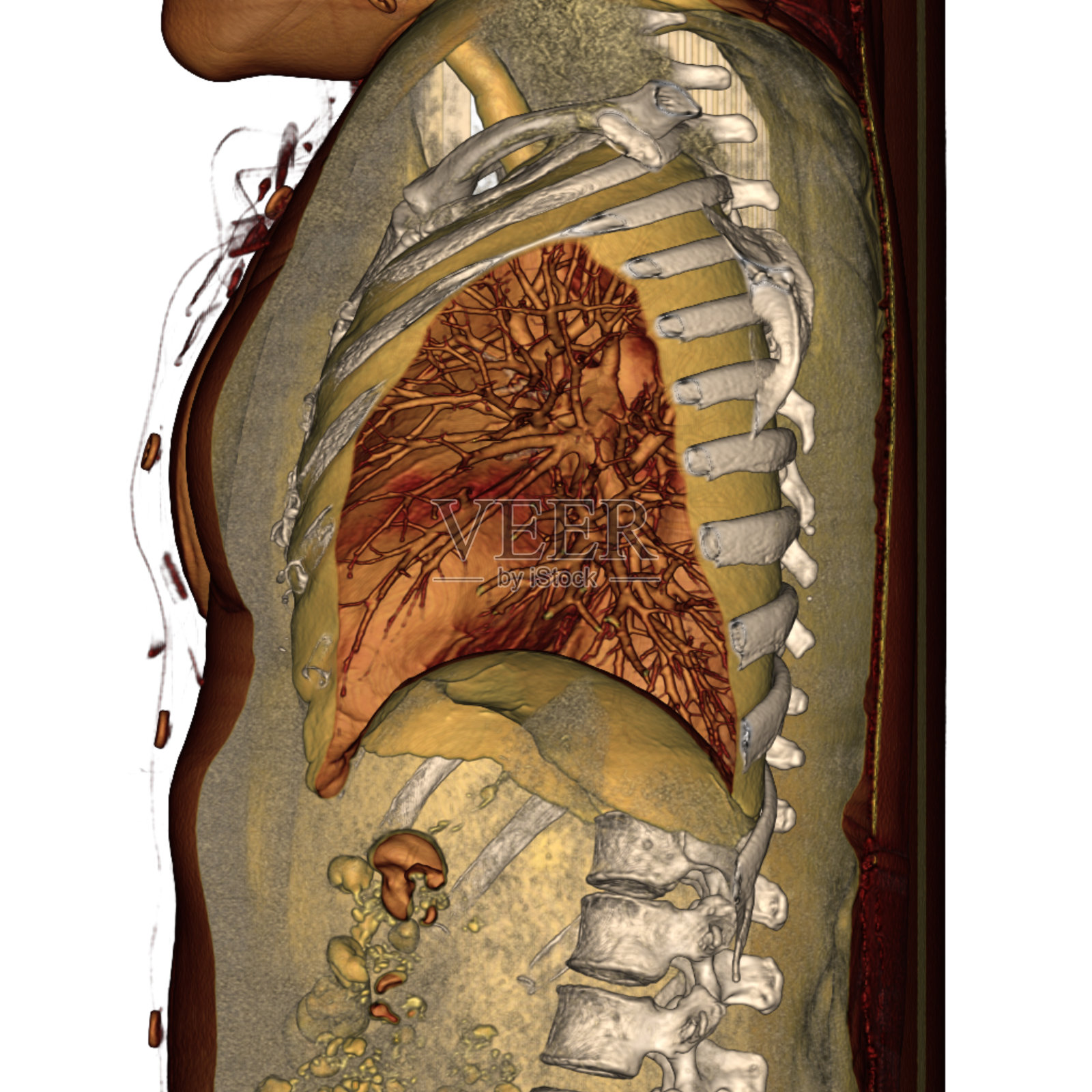 胸部或肺部CT或MRI 3d扫描照片摄影图片