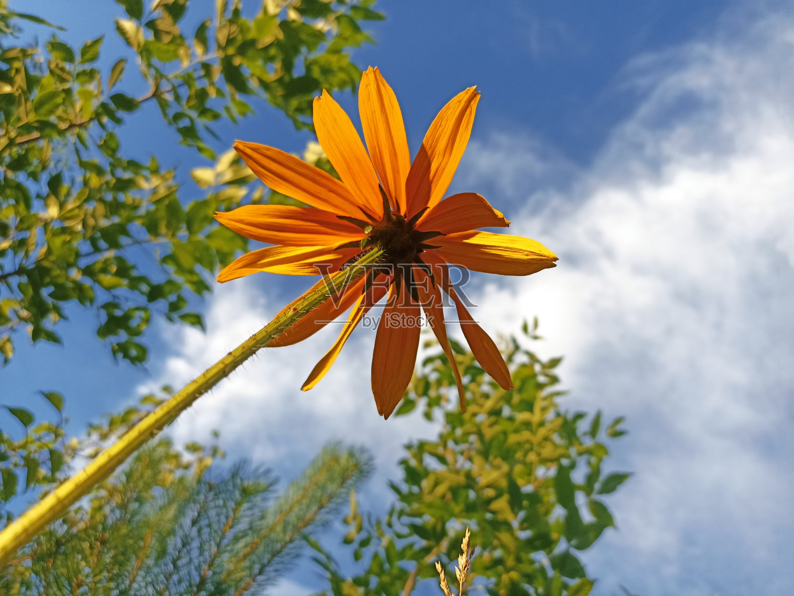 黑眼苏珊,通常被称为黑眼苏珊,是一种北美菊科开花植物照片摄影图片