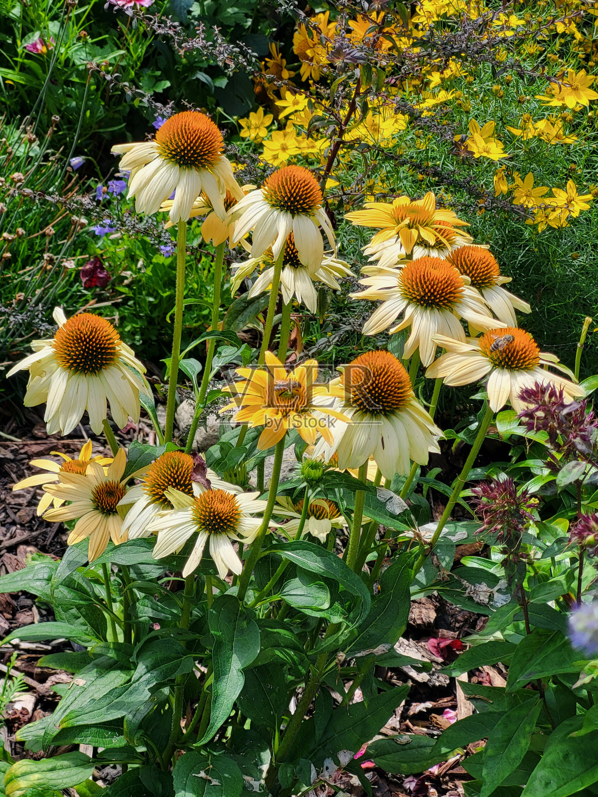 植物和天空景观在北本拿比,BC在一个充满云,阳光明媚的星期天照片摄影图片