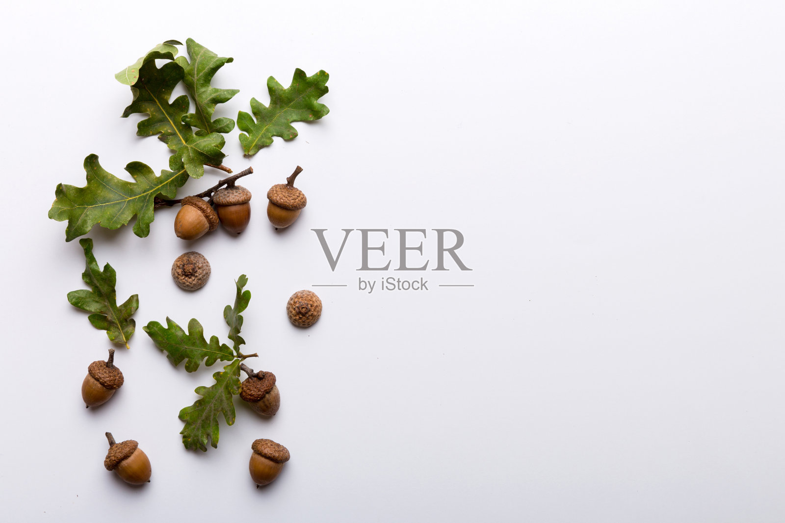 树枝与绿色的橡树树叶和橡子在彩色背景,近俯视图照片摄影图片