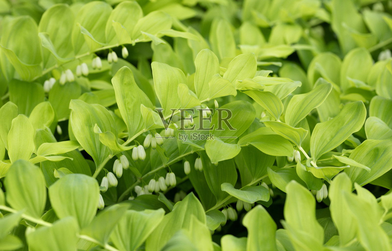 所罗门海豹或黄精绿色背景。一个美丽的装饰性多年生植物特写。照片摄影图片