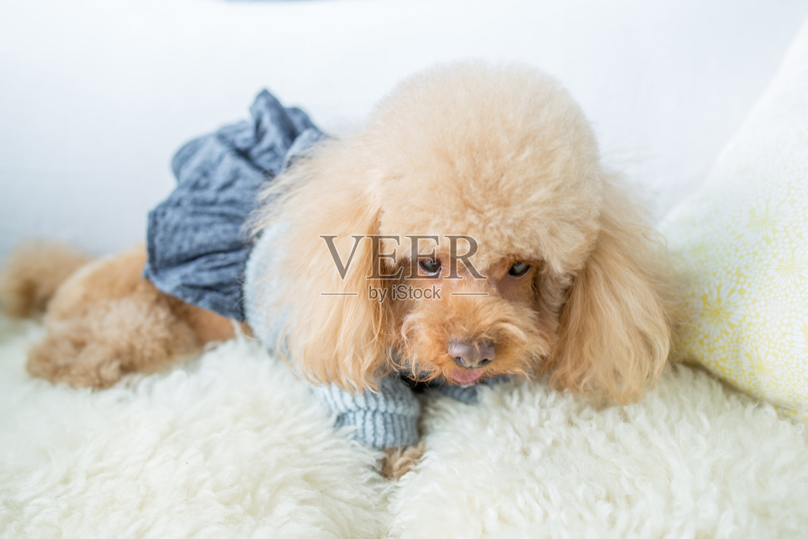 可爱的狗在客厅休息照片摄影图片