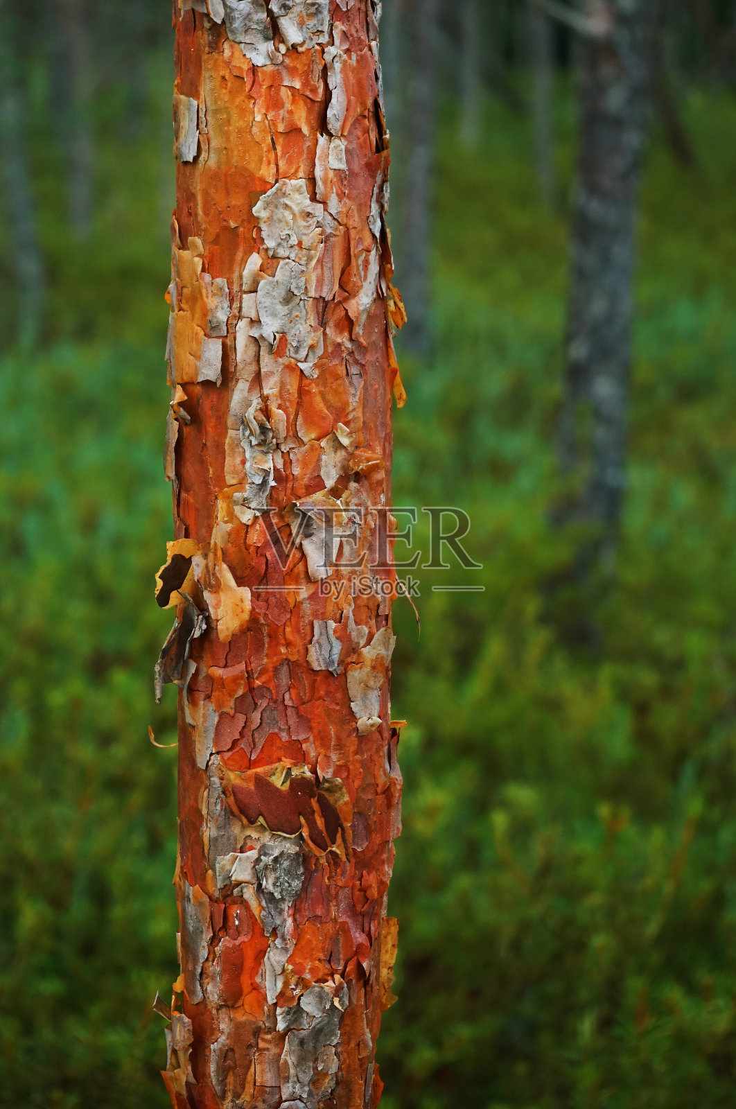 森林里的树干紧贴着其他树木照片摄影图片