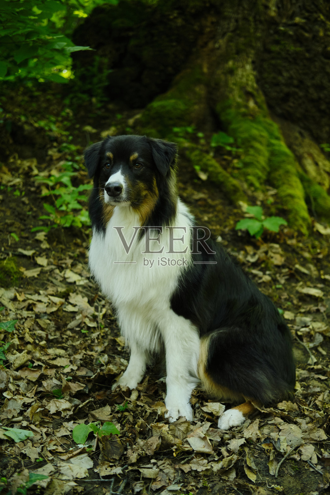 可爱的黑色三色澳大利亚牧羊犬坐在绿色的春天森林附近的树和姿势。一个迷人的聪明的纯种狗在公园在一个阳光明媚的夏日。照片摄影图片