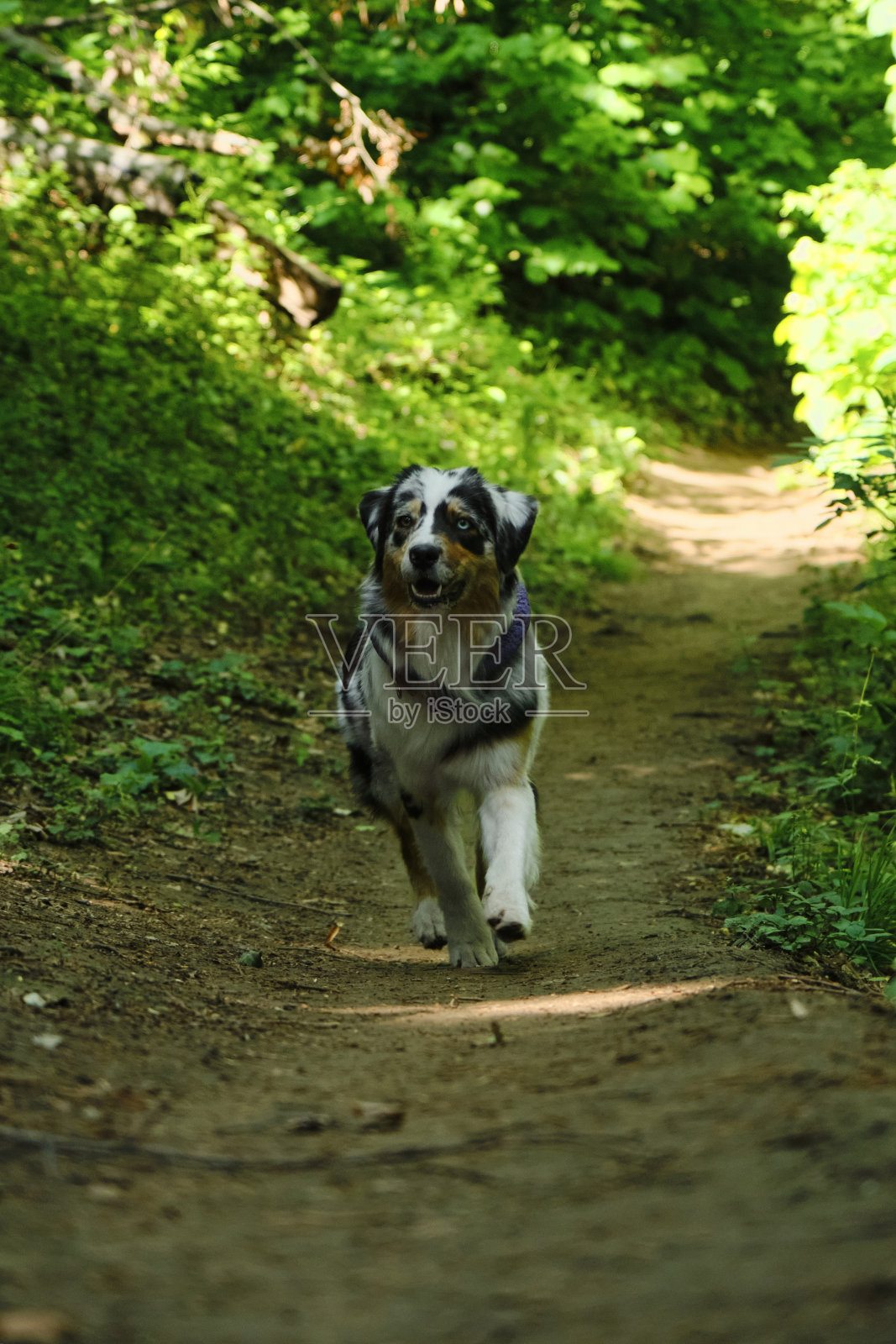 这只澳大利亚牧羊犬蓝色的莫尔带着玩具环走在春天绿色的森林里。一只活泼开朗的澳洲狗独自在公园里玩耍。照片摄影图片