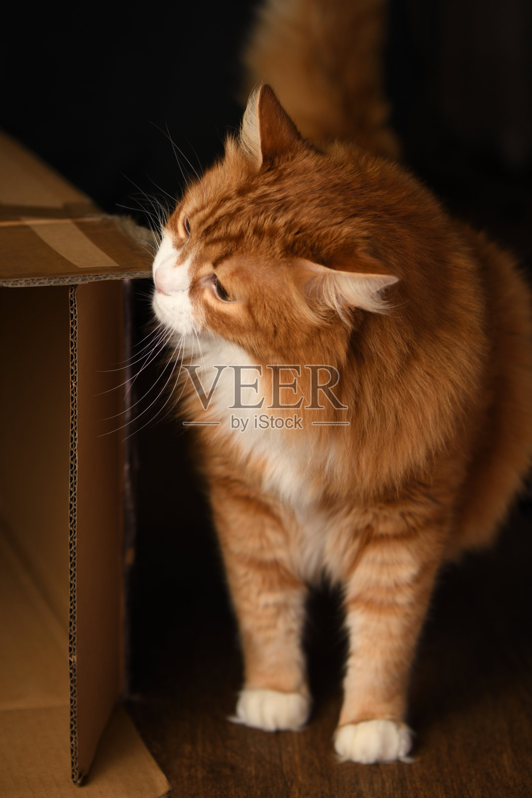 姜黄色的猫和纸板箱照片摄影图片