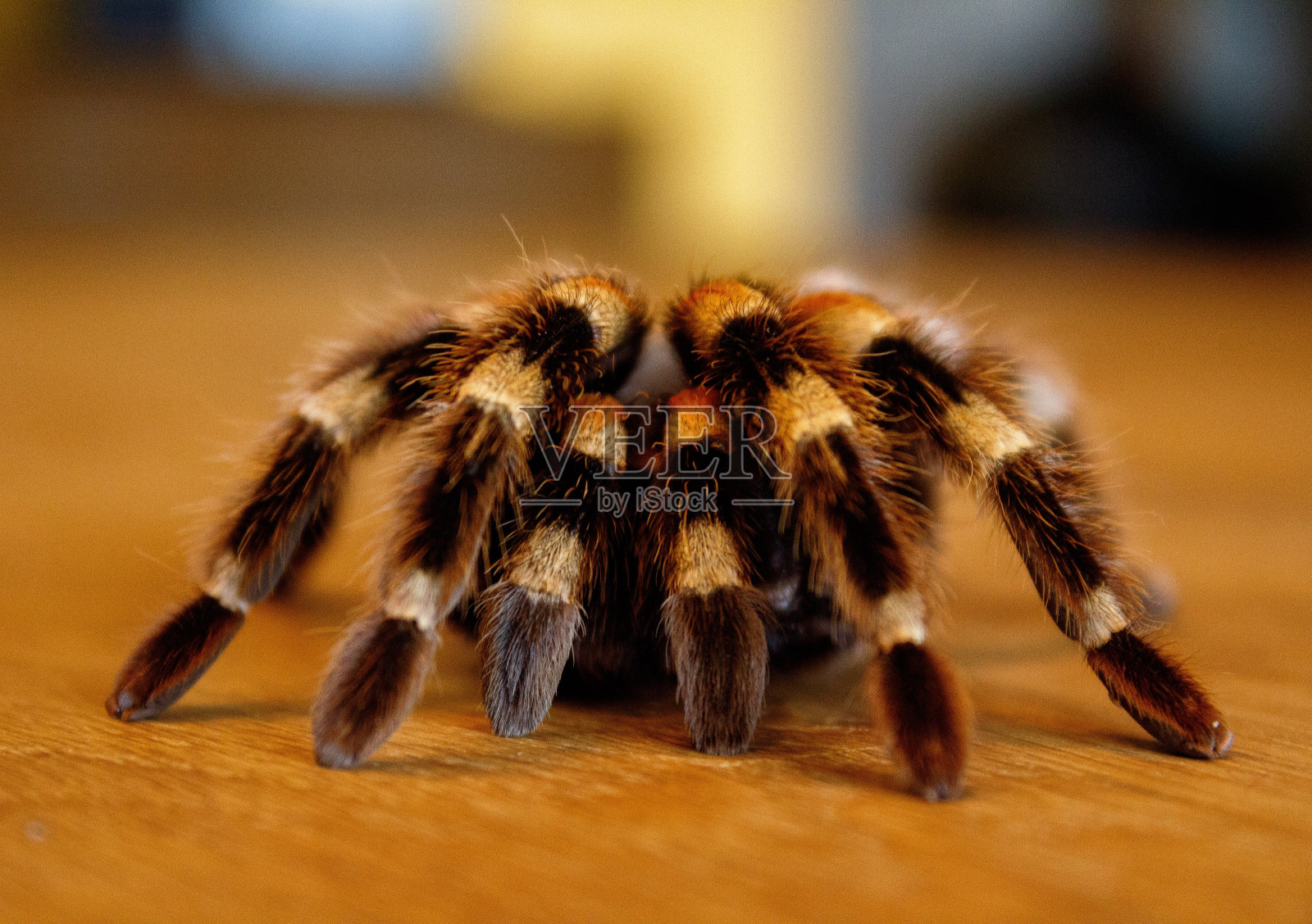 桌子上的狼蛛特写照片摄影图片