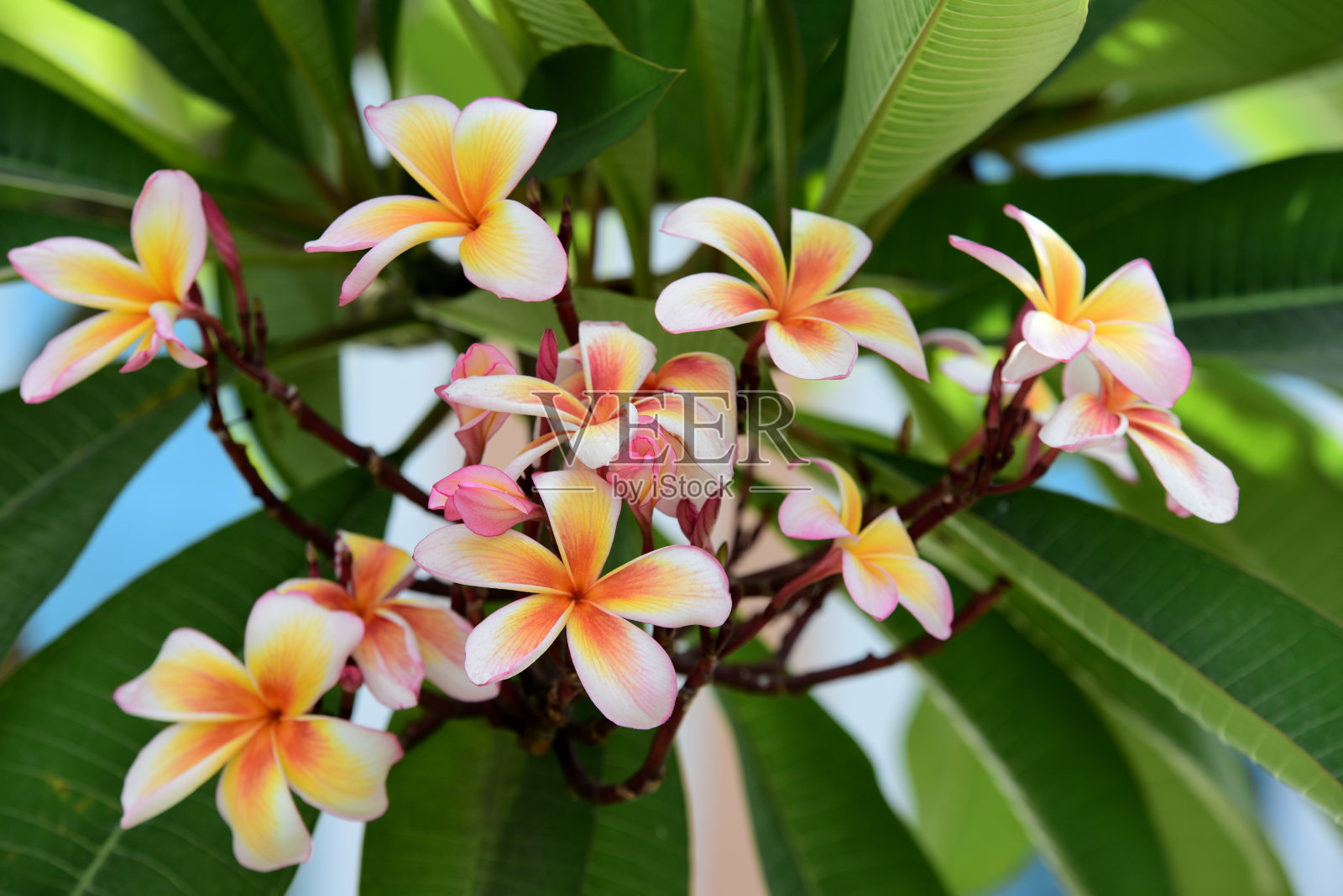 桔梗植物特写照片摄影图片