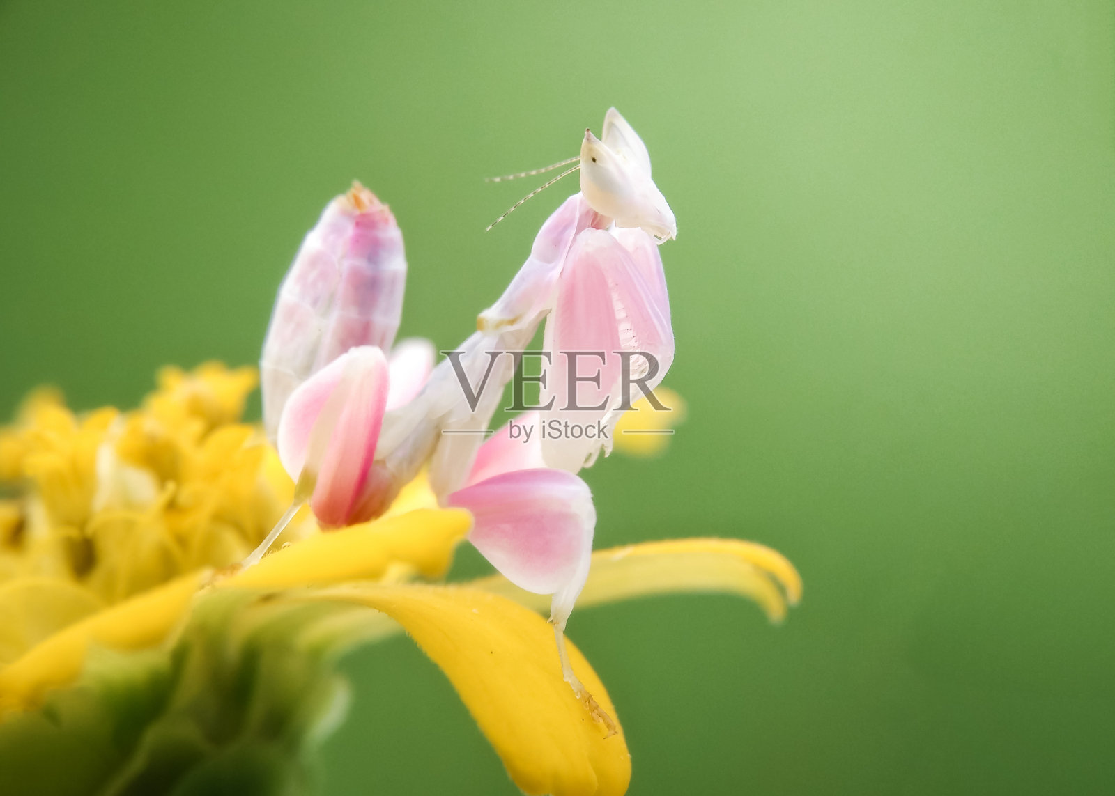 兰花螳螂在室外盛开的黄花上的特写照片摄影图片