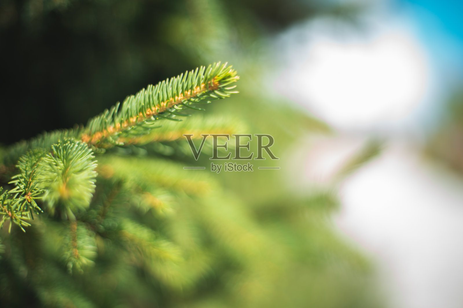 松树特写照片摄影图片