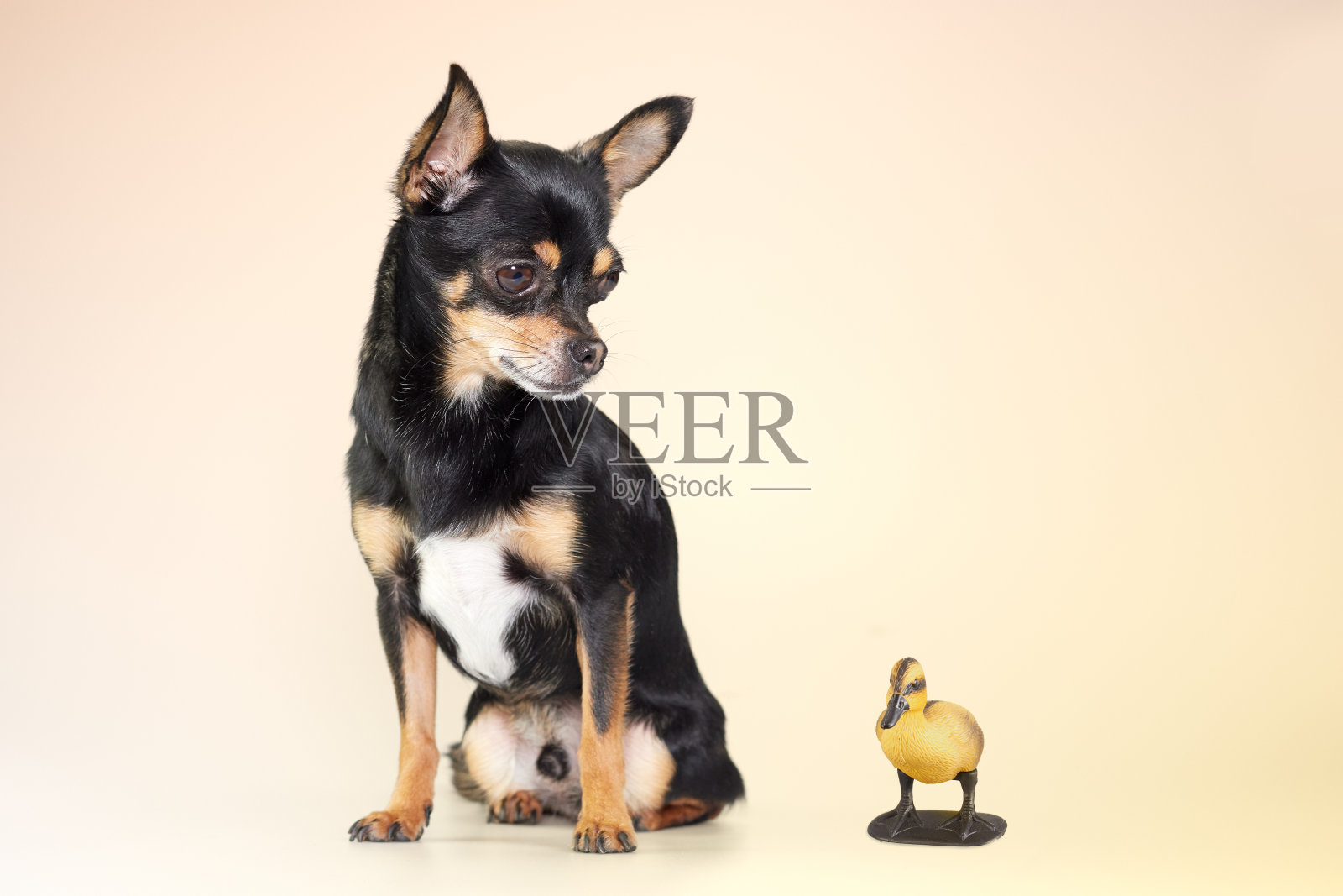 可爱的黑色吉娃娃照片摄影图片