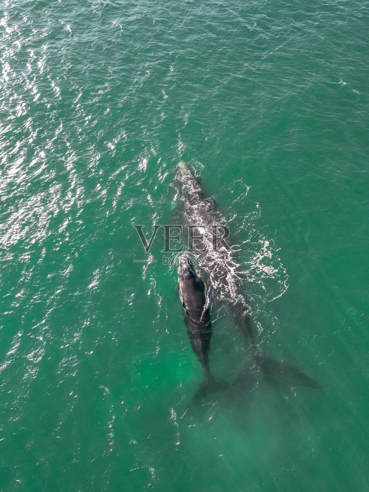 南露脊鲸母亲和幼鲸在原始海域的鸟瞰图照片摄影图片