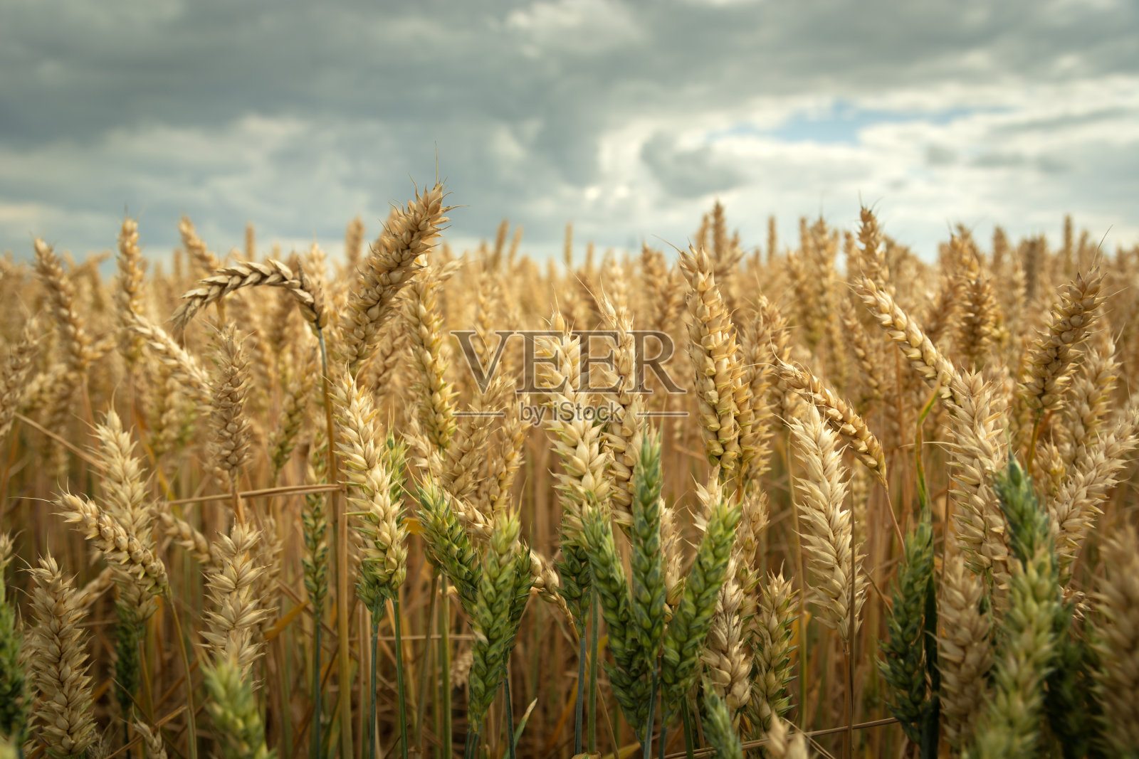 麦穗和多云天空的特写照片摄影图片