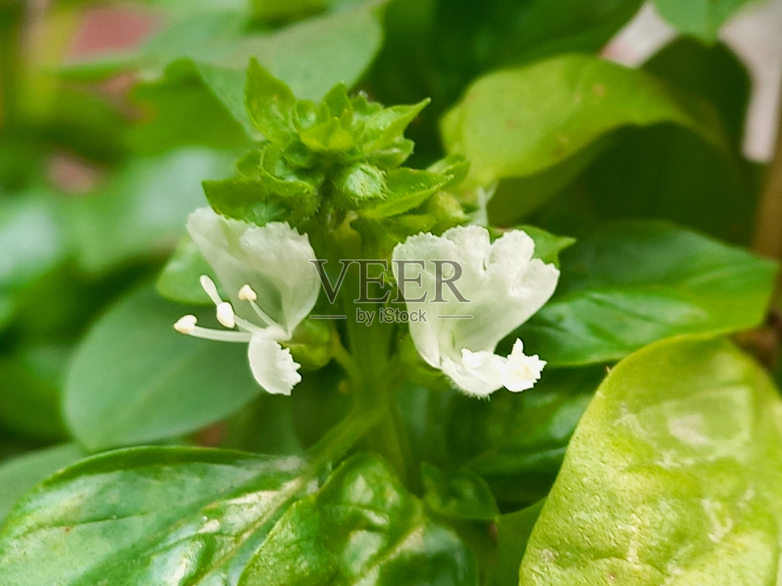 罗勒花照片摄影图片