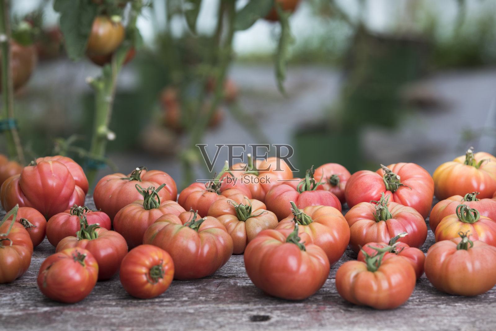 温室里的红番茄,有机食品照片摄影图片