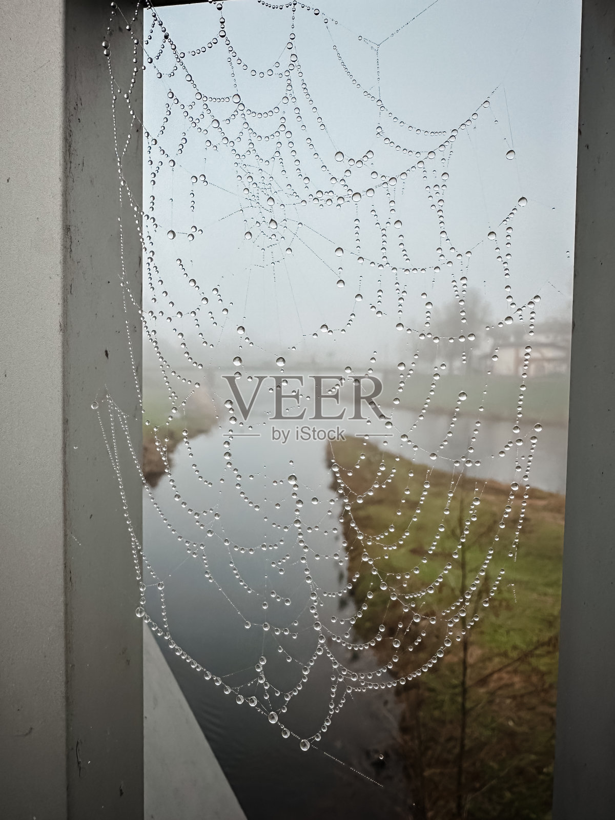 蜘蛛网上布满了水滴,形成了一幅美丽而宁静的景色照片摄影图片