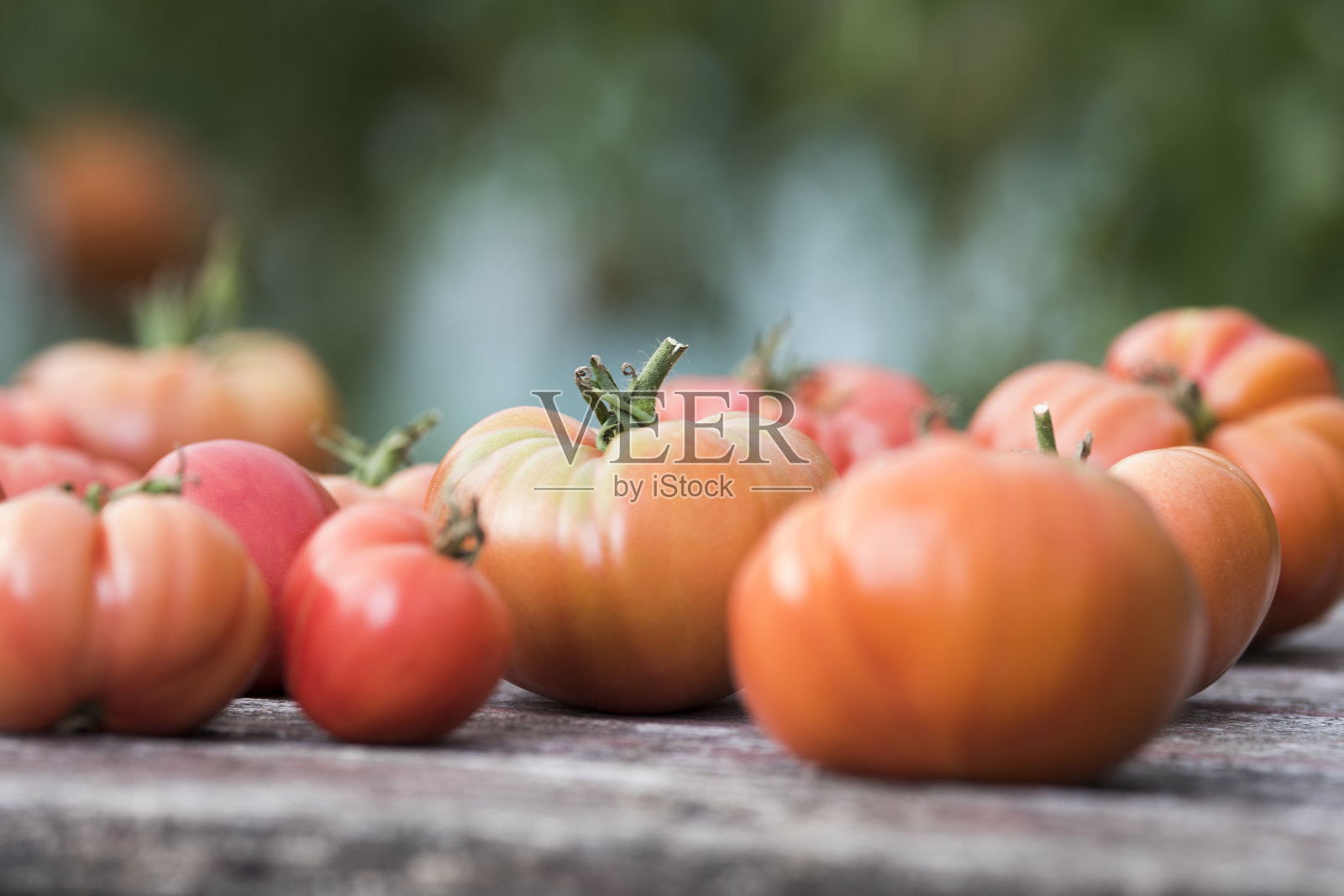 蔬菜,西红柿,在花园的桌子上照片摄影图片