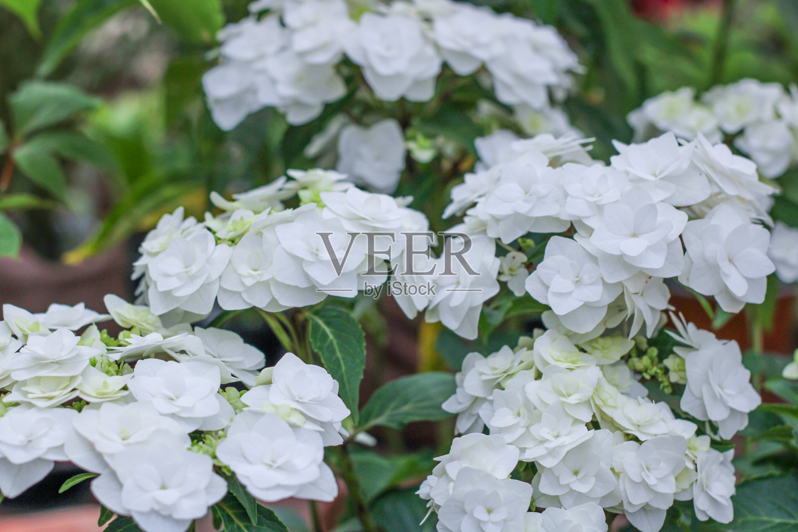 许多不寻常的精致的白色花的花序照片摄影图片