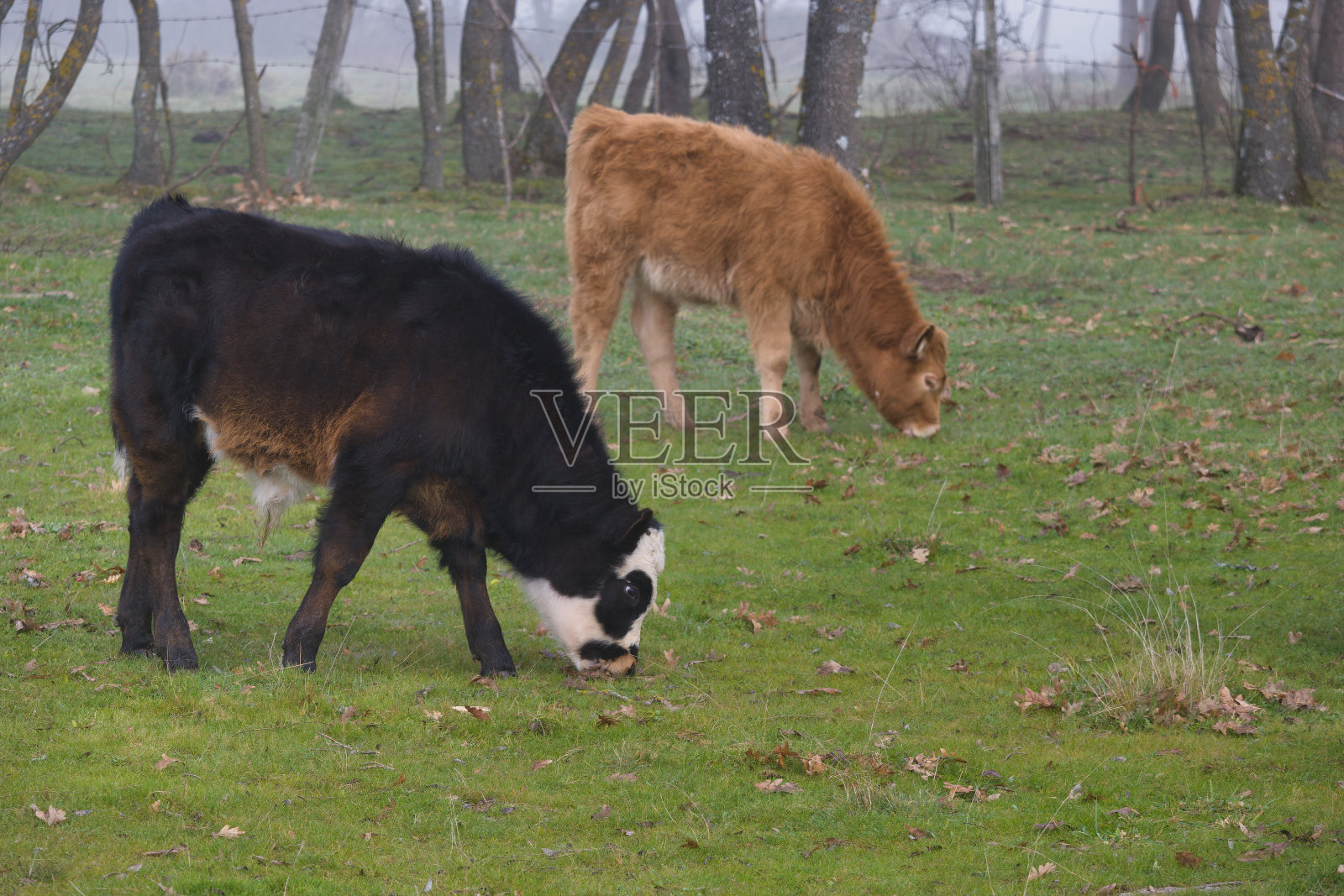 小牛,牛,动物,农场,农业,草,草地,放牧,户外,西班牙,植物,照片摄影图片