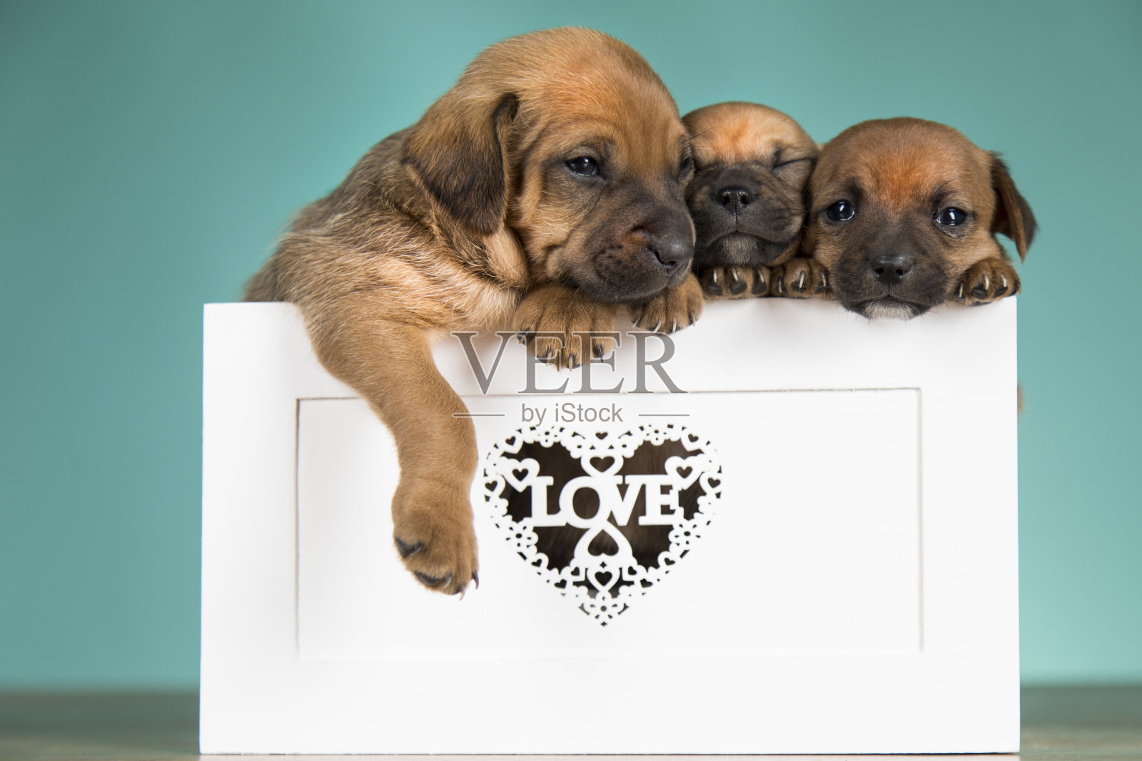 爱狗在木甲板上照片摄影图片