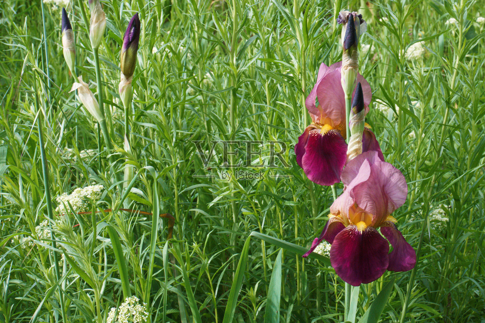 植物,春天,白天,阳光,植物学,特写,色彩,清新,结构,自然,照片摄影图片
