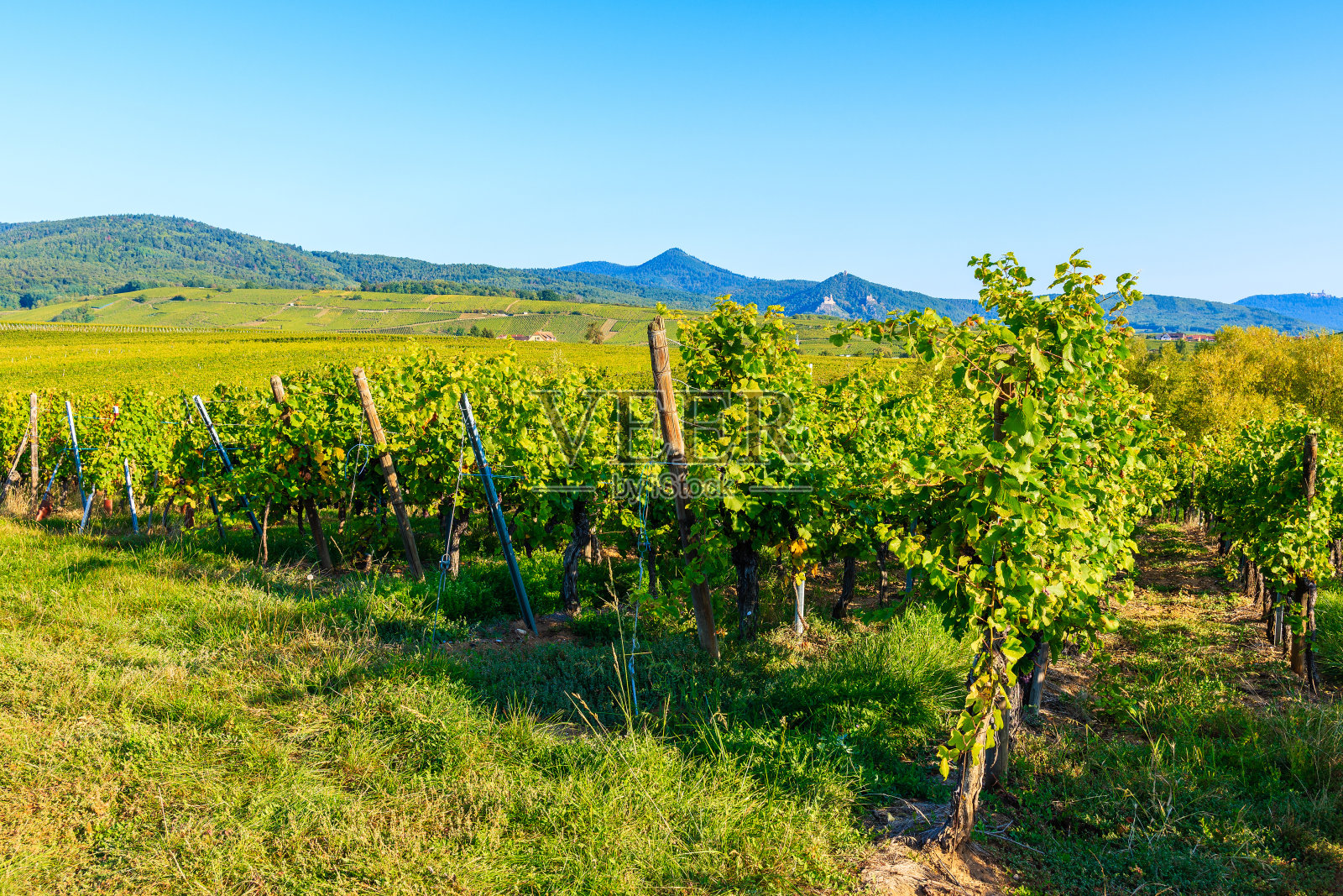 法国Riquewihr村附近阿尔萨斯葡萄酒之路上的葡萄园照片摄影图片