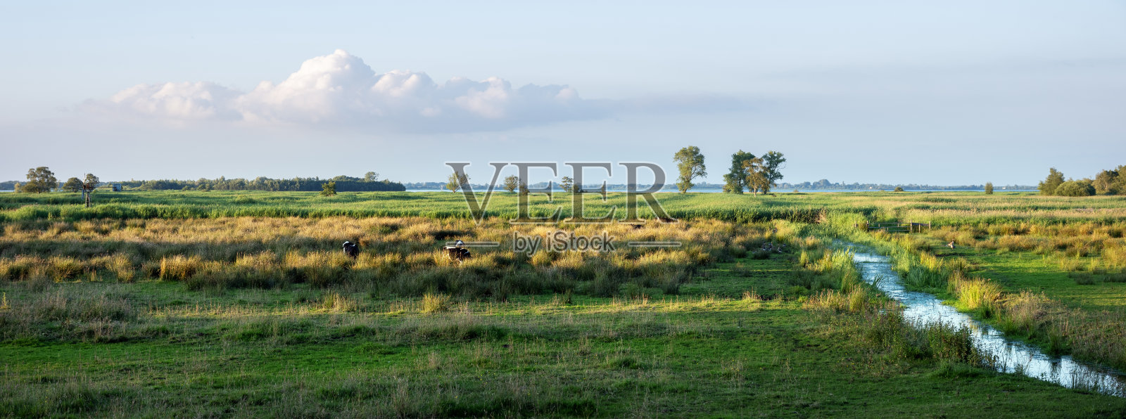 荷兰吉索恩附近的威里宾维登国家公园夏日傍晚草地上的小牛照片摄影图片