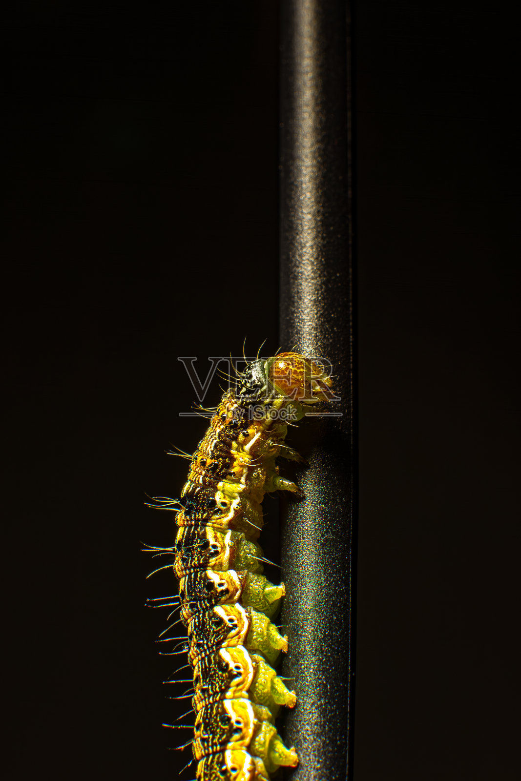 微距照片绿色毛虫在黑色背景照片摄影图片