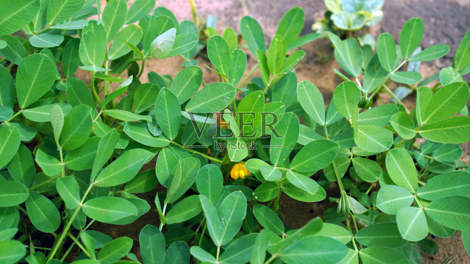 绿花生开着黄色的花照片摄影图片