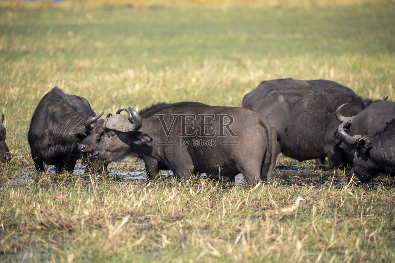 非洲野牛(Syncerus caffer)是撒哈拉以南非洲的一种大型牛,分布在非洲南部和东非。照片摄影图片